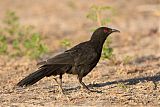 White-winged Chough